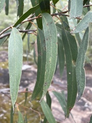 Eucalyptus agglomerata