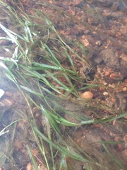 Potamogeton ochreatus