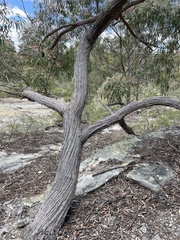 Eucalyptus agglomerata