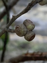Eucalyptus agglomerata