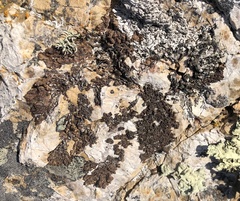 Punctelia stictica