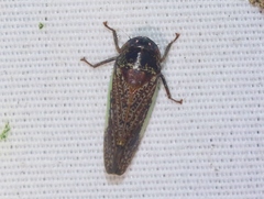 Hamana gelbata