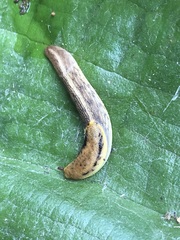Prophysaon foliolatum