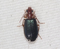 Lebia deceptrix