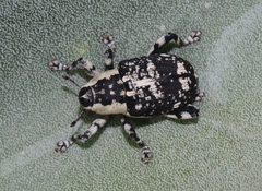 Peltophorus polymitus