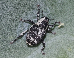 Peltophorus polymitus