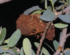 Andricus montezumus