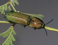 Chalcolepidius smaragdinus