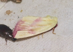 Thurberiphaga diffusa