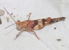 Trimerotropis californica