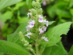 Teucrium vesicarium