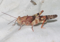 Trimerotropis californica