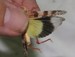 Trimerotropis californica