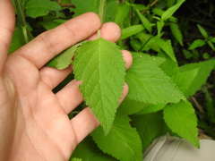 Teucrium vesicarium
