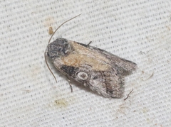 Aleptina inca