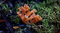 Ramaria anziana