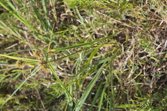 Cyperus echinatus