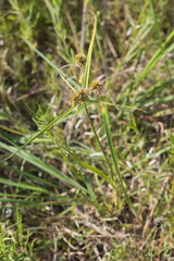 Cyperus echinatus