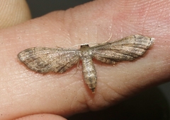 Protoproutia rusticaria