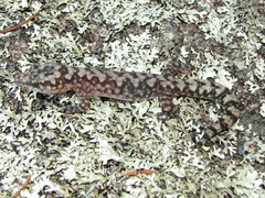 Amalosia lesueurii