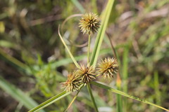 Cyperus echinatus