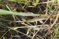 Cyperus echinatus