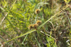 Cyperus echinatus