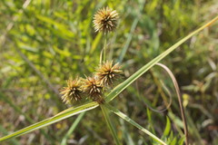Cyperus echinatus