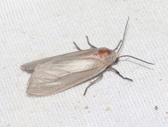 Pygarctia murina