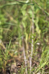 Dichanthelium inflatum