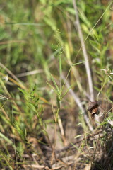 Dichanthelium inflatum