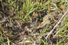 Dichanthelium inflatum