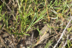 Dichanthelium inflatum