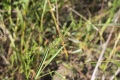 Dichanthelium inflatum