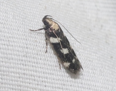 Filatima arizonella