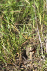 Dichanthelium inflatum