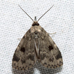 Parahypenodes quadralis