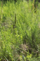 Elymus virginicus virginicus