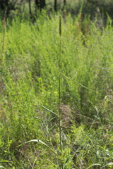 Elymus virginicus virginicus