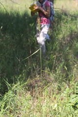 Elymus virginicus virginicus