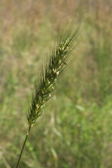 Elymus virginicus virginicus