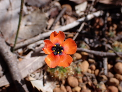 Drosera hyperostigma