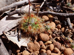 Drosera hyperostigma