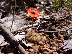 Drosera hyperostigma