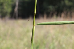 Elymus virginicus virginicus