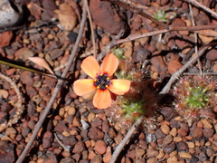Drosera hyperostigma
