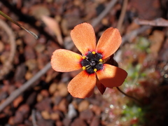 Drosera hyperostigma