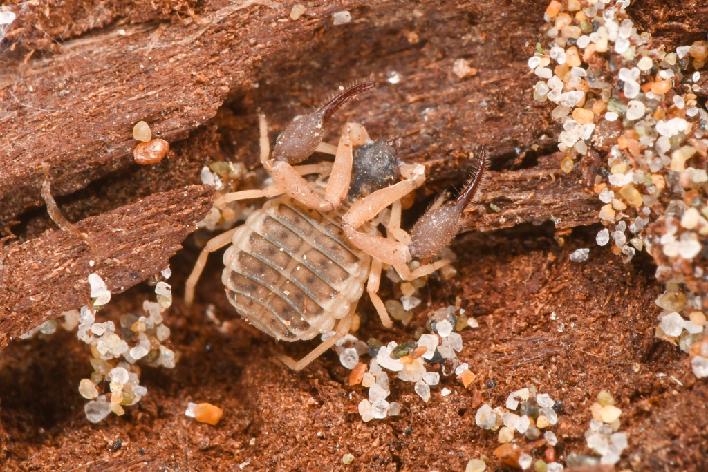 Anchigarypus californicus