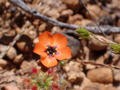 Drosera hyperostigma
