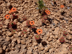 Drosera hyperostigma